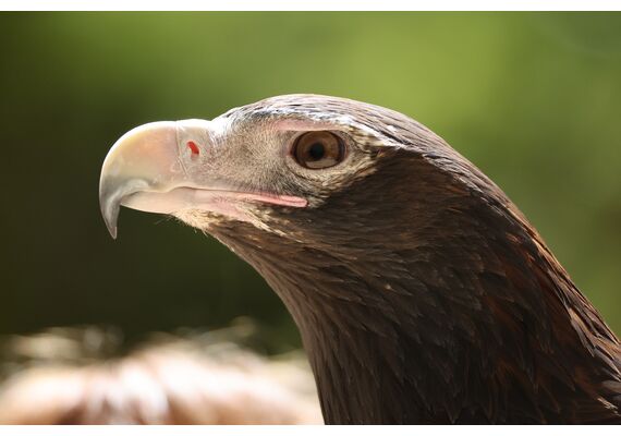 CANON ​RF 200-800mm F6.3-9 IS USM